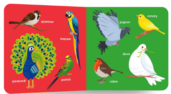 My First Big Book of Birds view 3